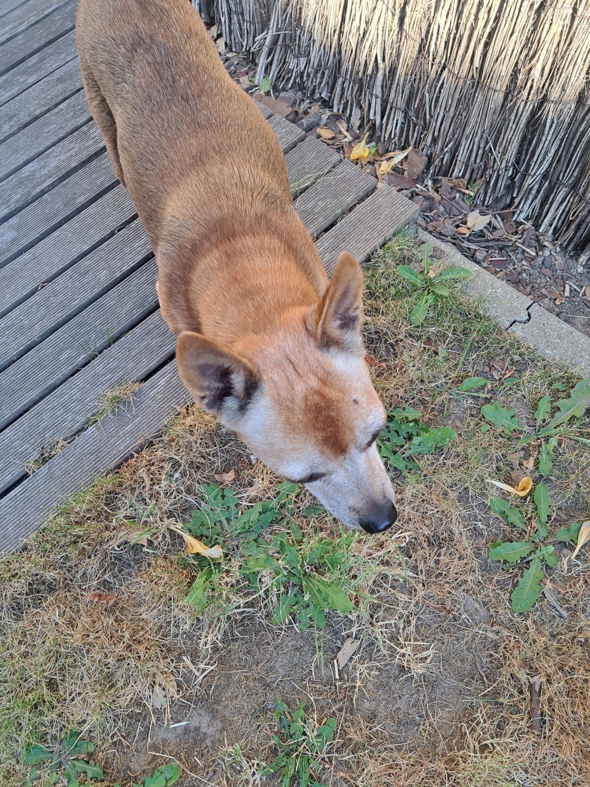 foto van hond