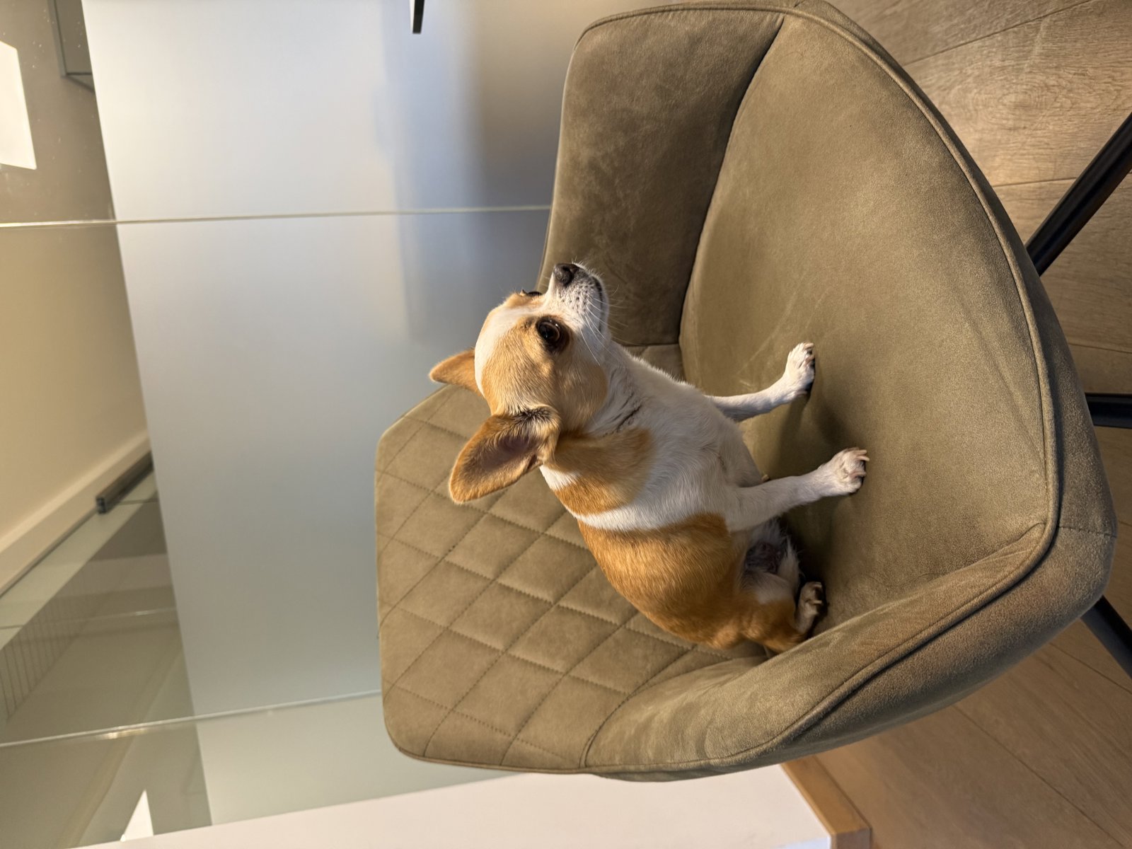 foto van hond