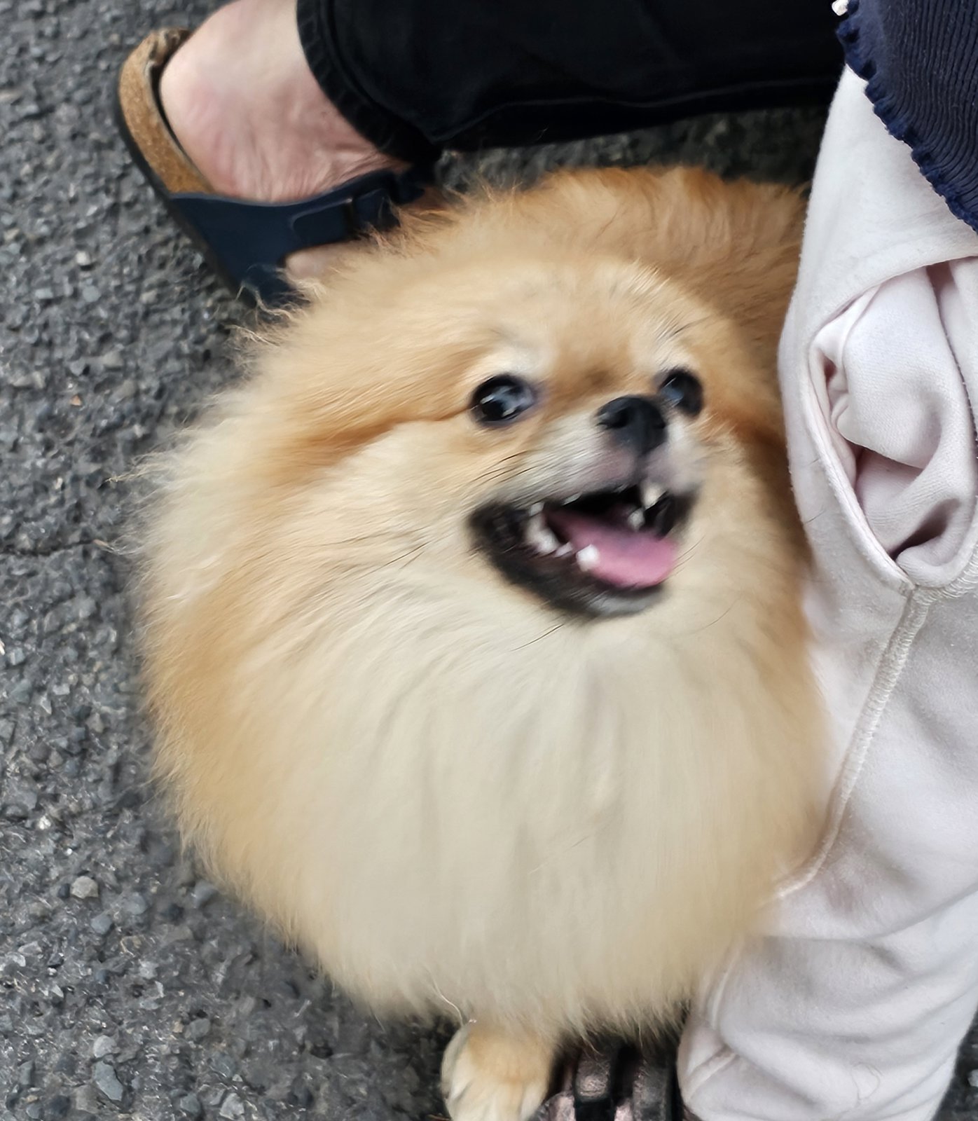foto van hond