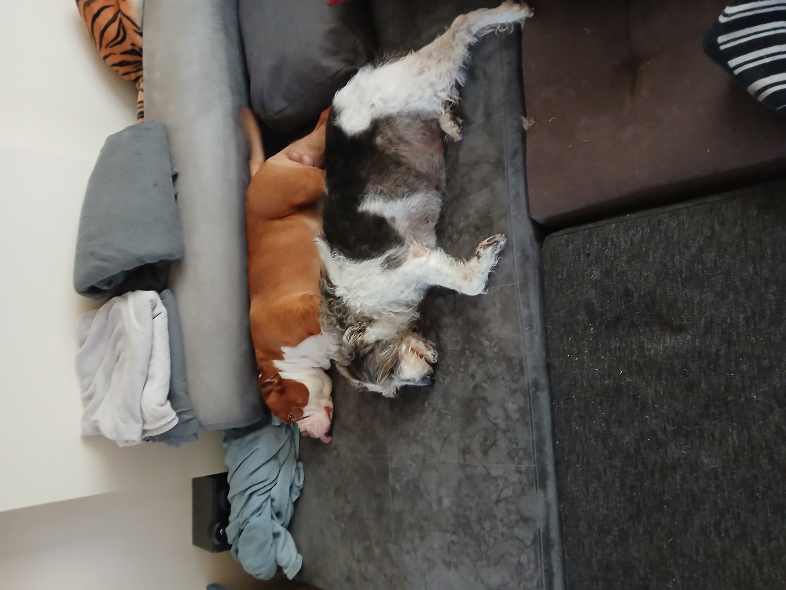 foto van hond
