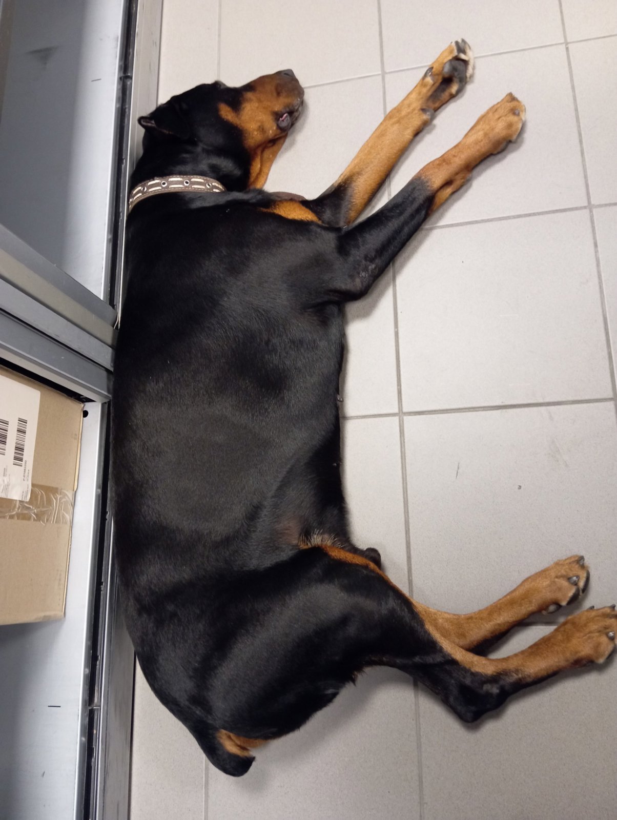 foto van hond