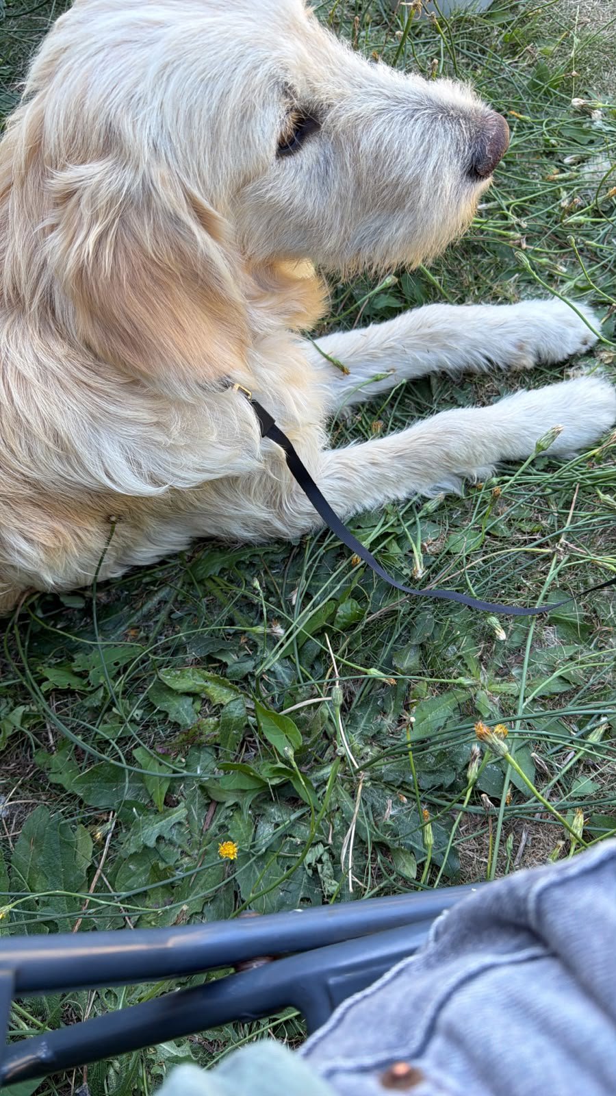 foto van hond