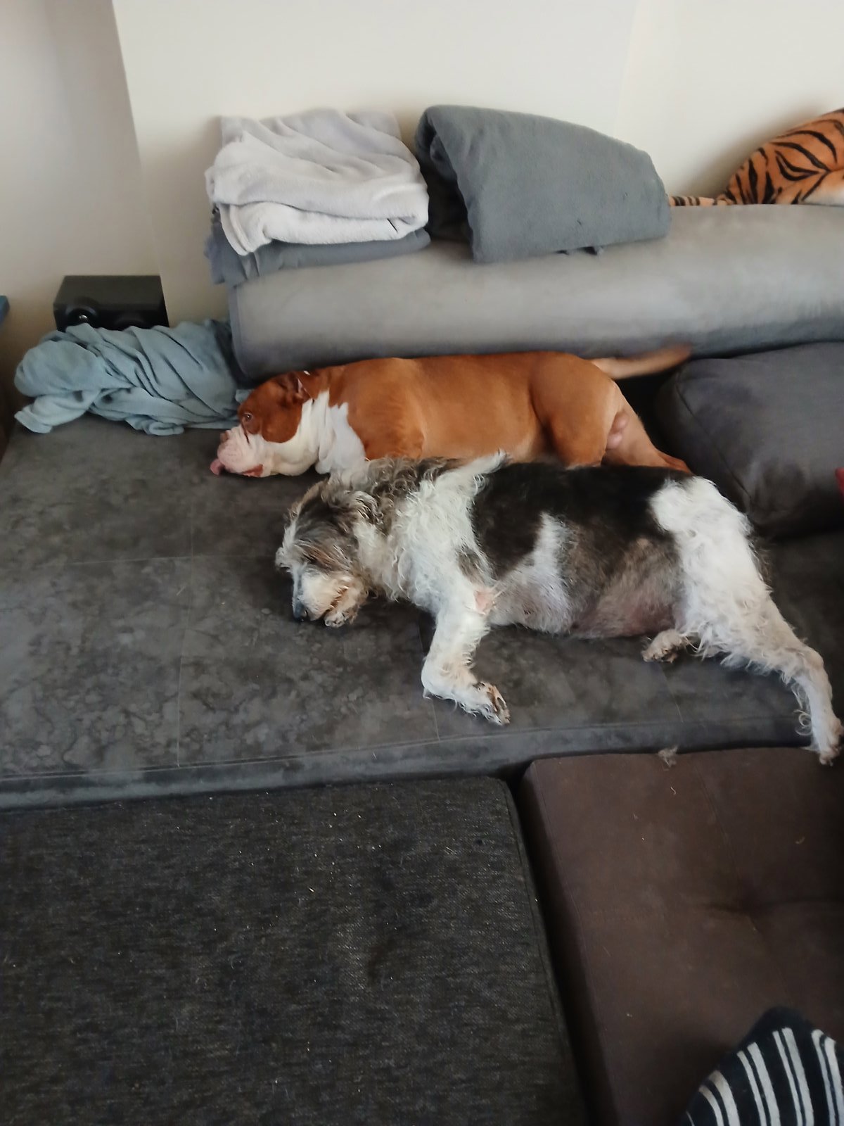 foto van hond