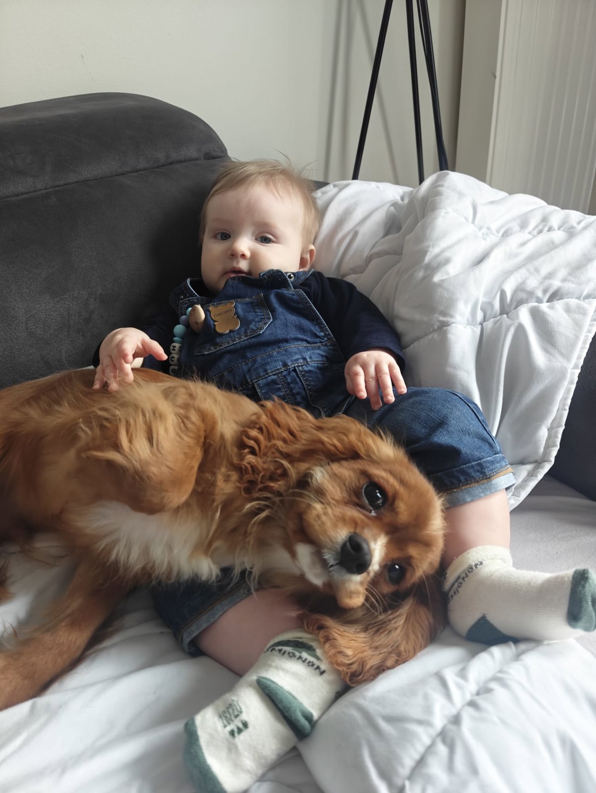 foto van hond