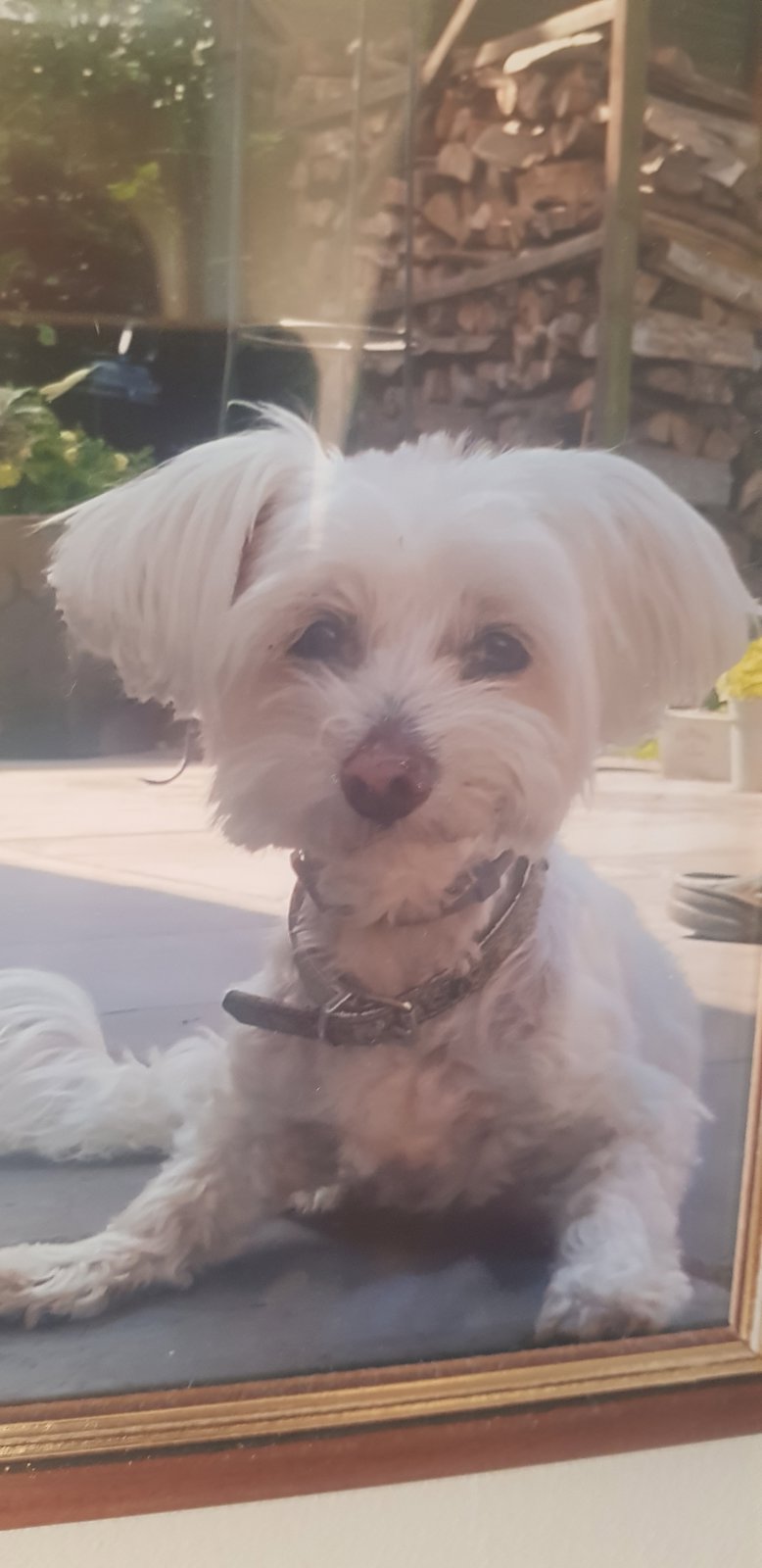foto van hond