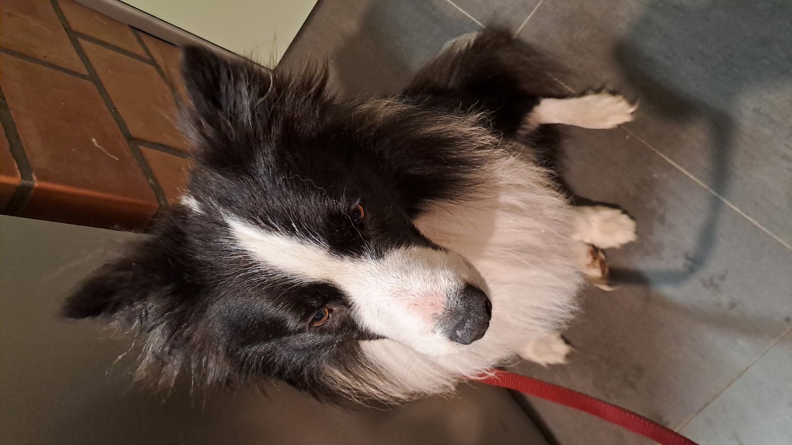 foto van hond