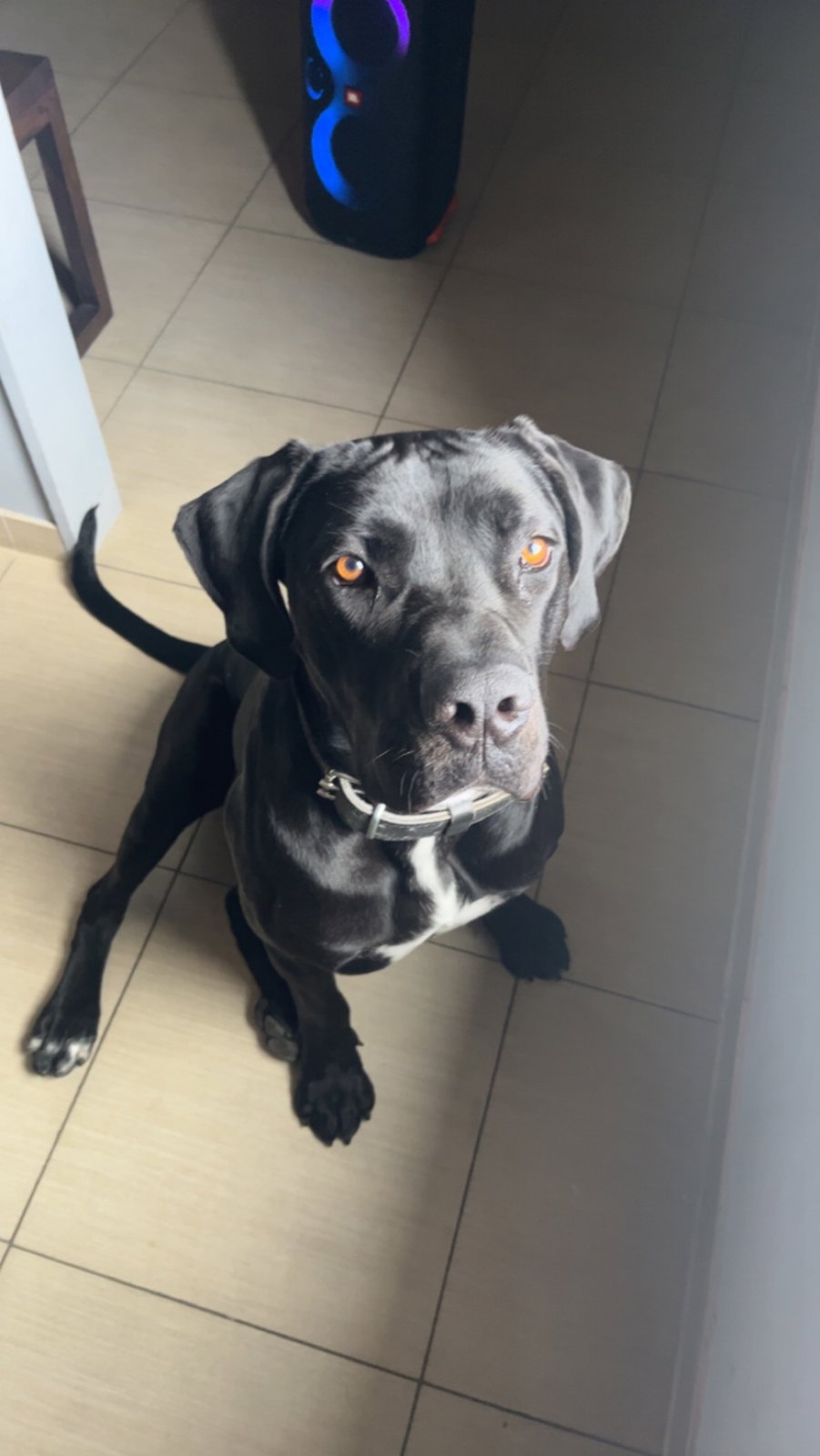foto van hond
