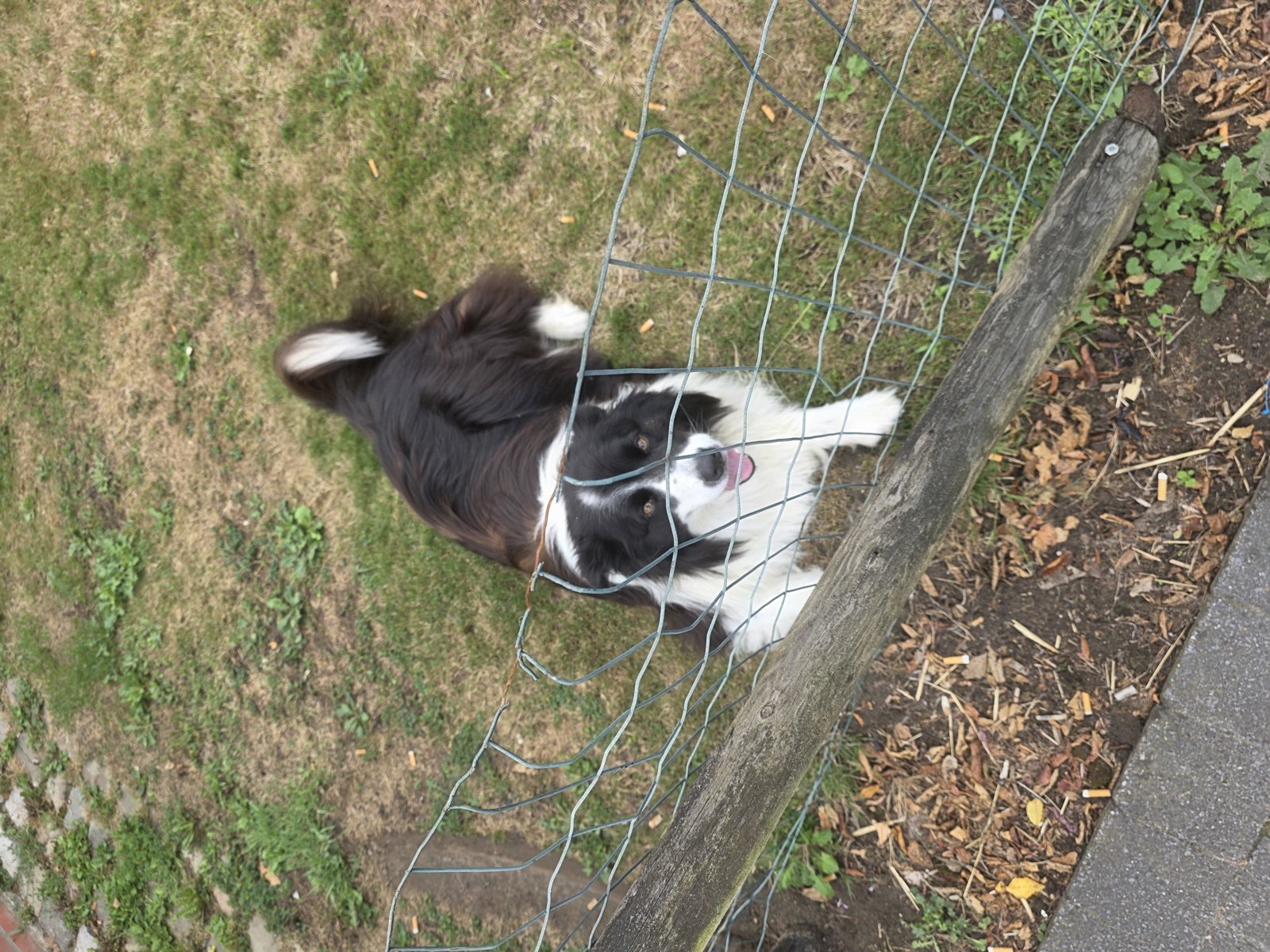 foto van hond