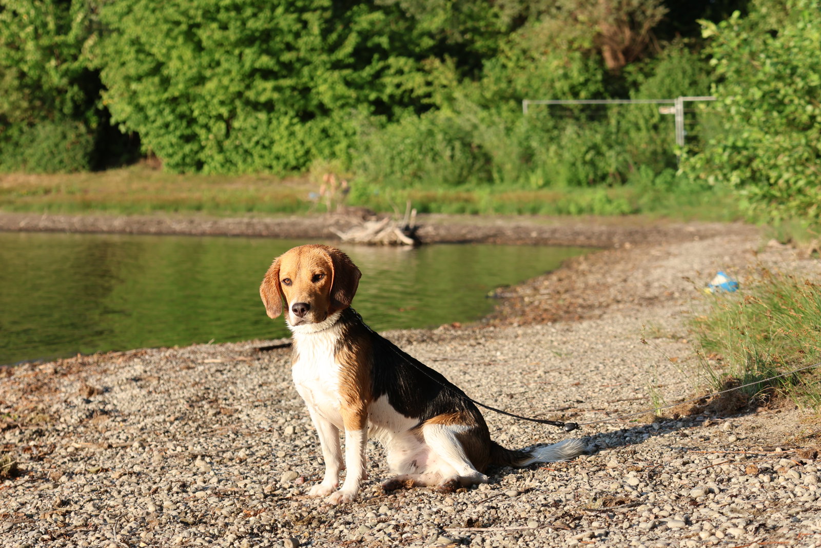 foto van hond